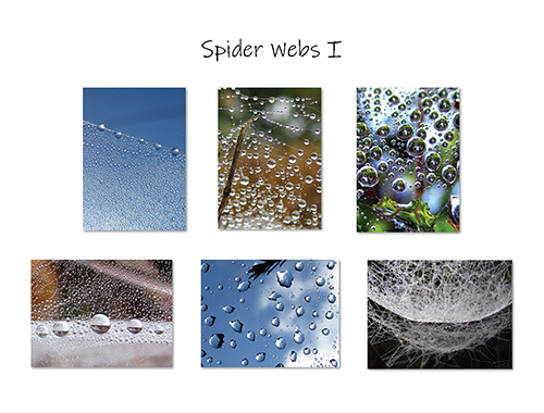 Spider Webs I Greeting Card Collection by The Poetry of Nature